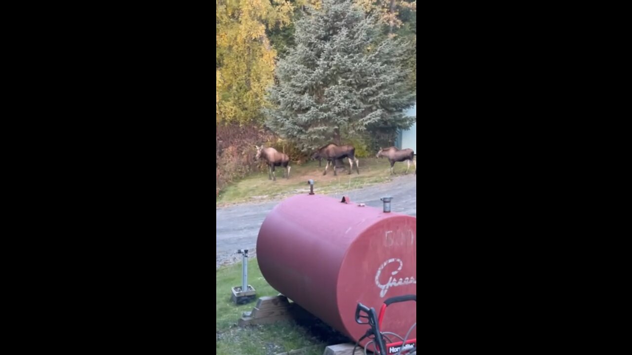 Bull, Cow and Calf moose in Alaska.