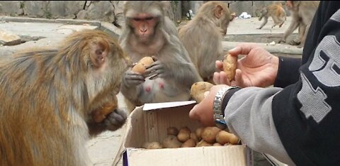 feeding 15 kg boiled potato to the hungry monkey // monkey man