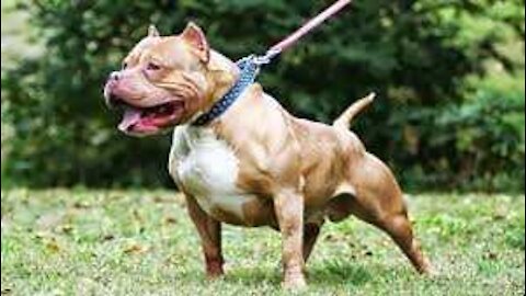 5 Simple magic tips and tricks that will get your dog SWOLE!!
