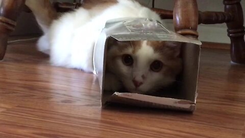 The Tabby and the Tissue Box
