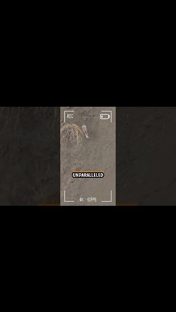 Mountain Goat Breaks Its Leg While Escaping From Snow Leopard