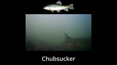 Chubsucker