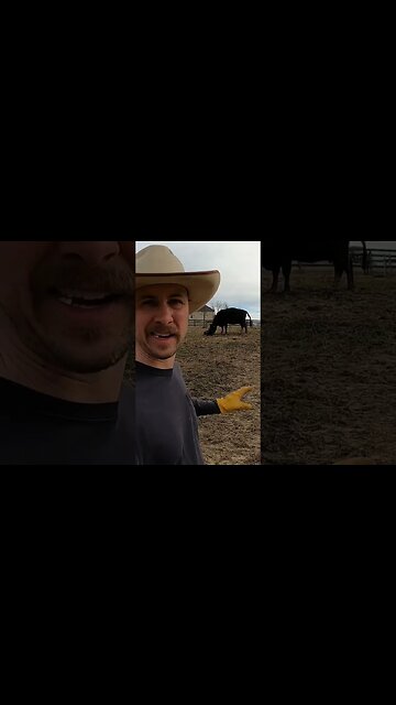 Day 8 of 30 days of #calving . #farm #farmlife #ranch #ranchlife #calf #cow #cattle