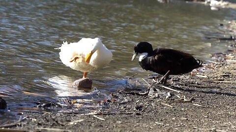 CatTV: black and white duck