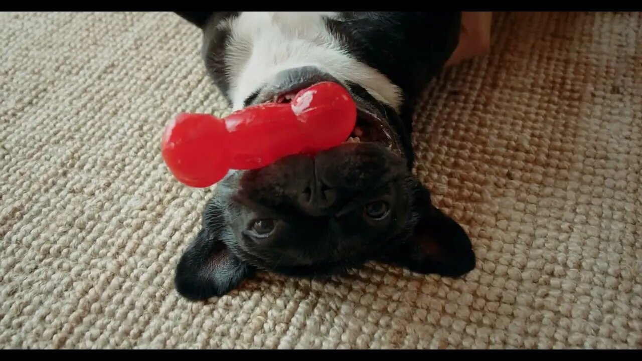 Cute playful french bulldog in living room44