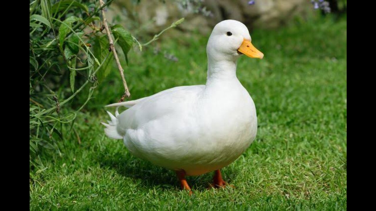 Little duck trying to find the perfect ice cube