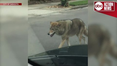 Coyote spotted in Sarasota