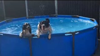 Cadelas adoram demasiado brincar na piscina!