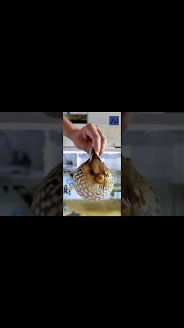 See how Puffer Fish inflates and deflates
