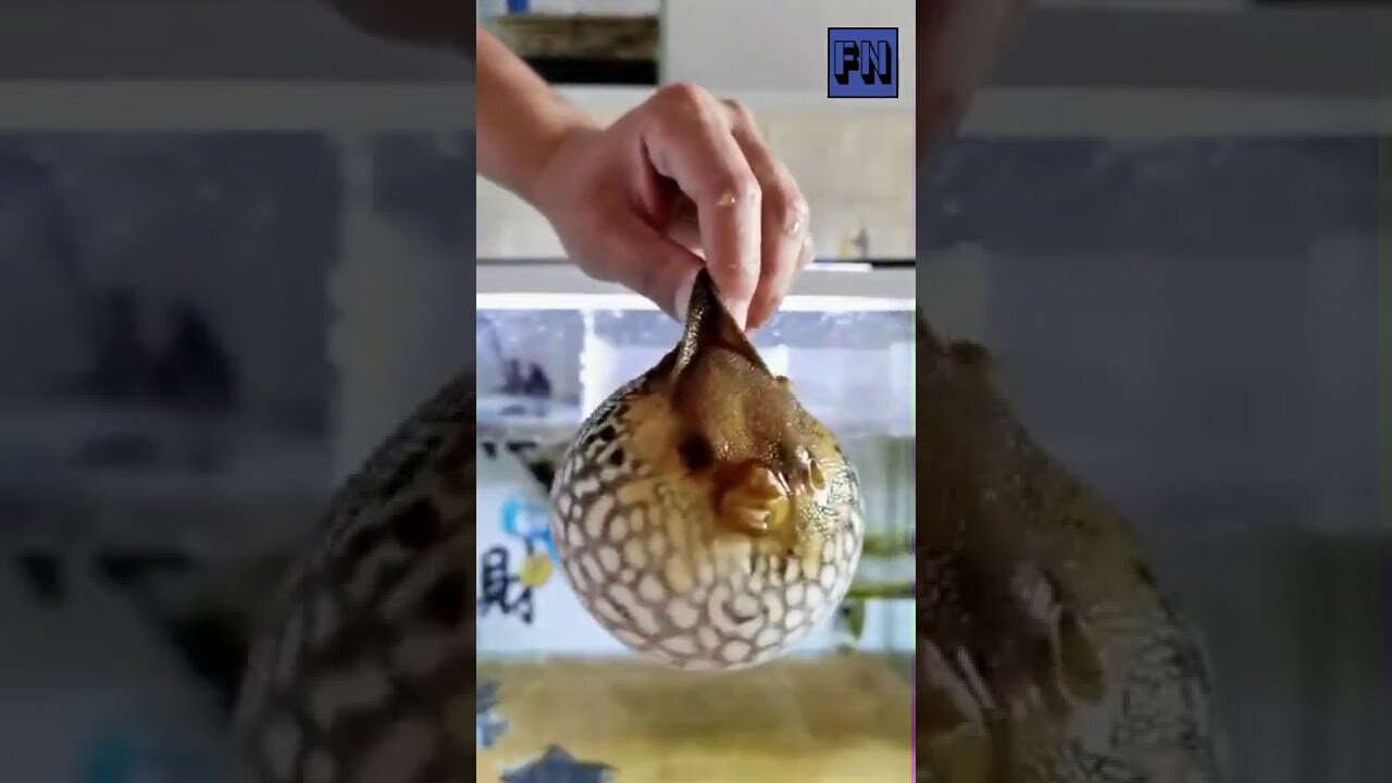 See how Puffer Fish inflates and deflates