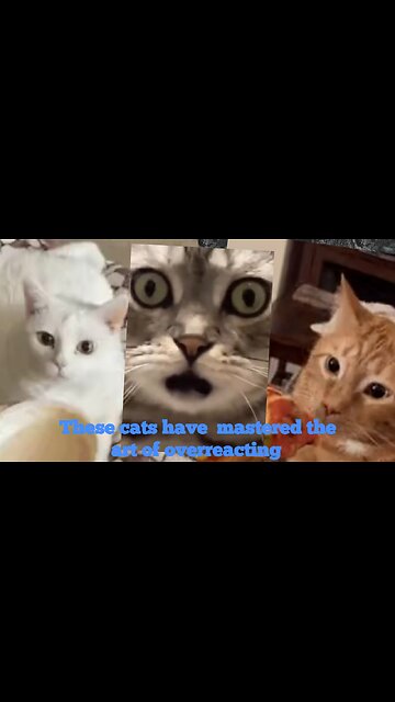 These cats have mastered the art of overreacting 😹