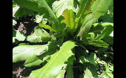 Wild Lettuce Comes With Rain