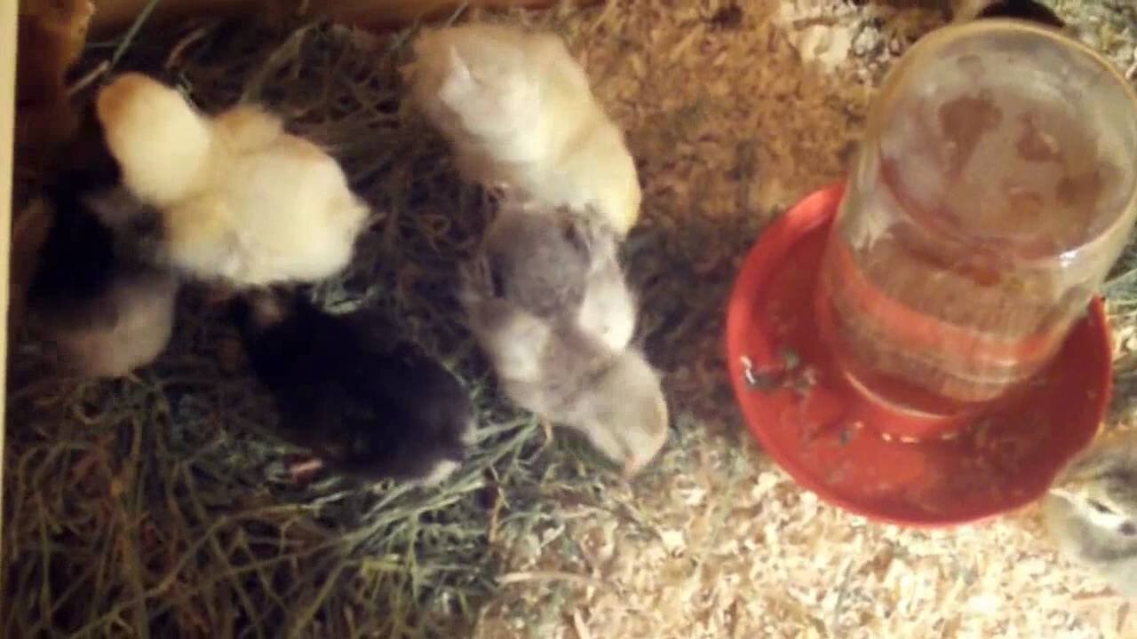 Baby Chicks With Alfalfa Hay