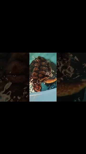 loggerhead turtle at aquarium