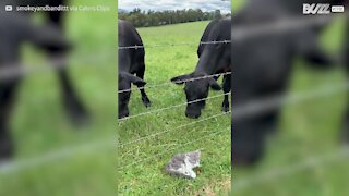 Australie: le chaton qui défiait les vaches