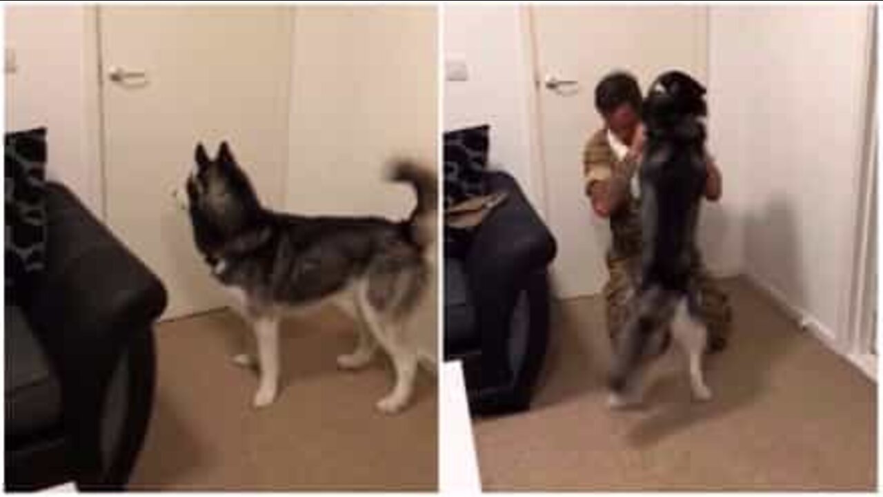 The joyful moment when serving soldier is reunited with cuddly tail-wagging Husky dog.