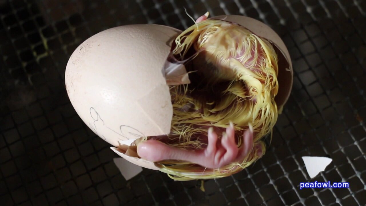 Peachick (peacock) hatching out of egg, Peacock Minute, peafowl.com