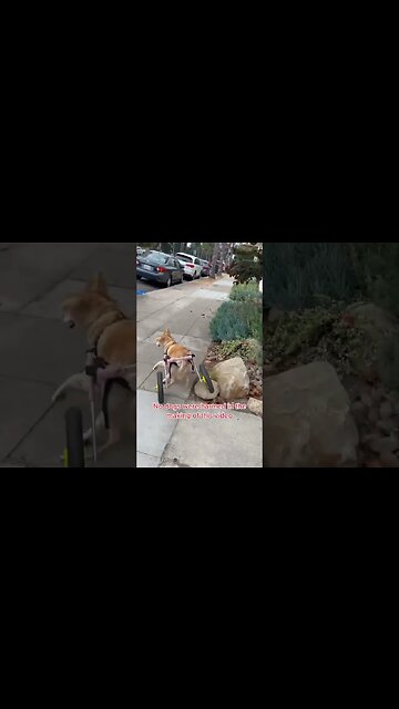 Scooty : She is Fine: #Shorts