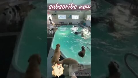 Dogs in swimmingpool #dog #doglover #shorts #funny