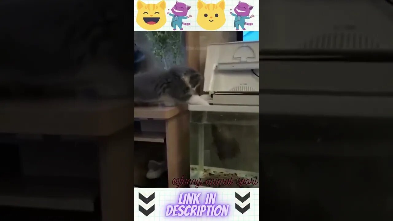 funny animal cat