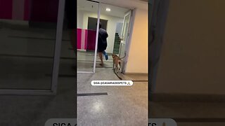 Cachorro imita o dono