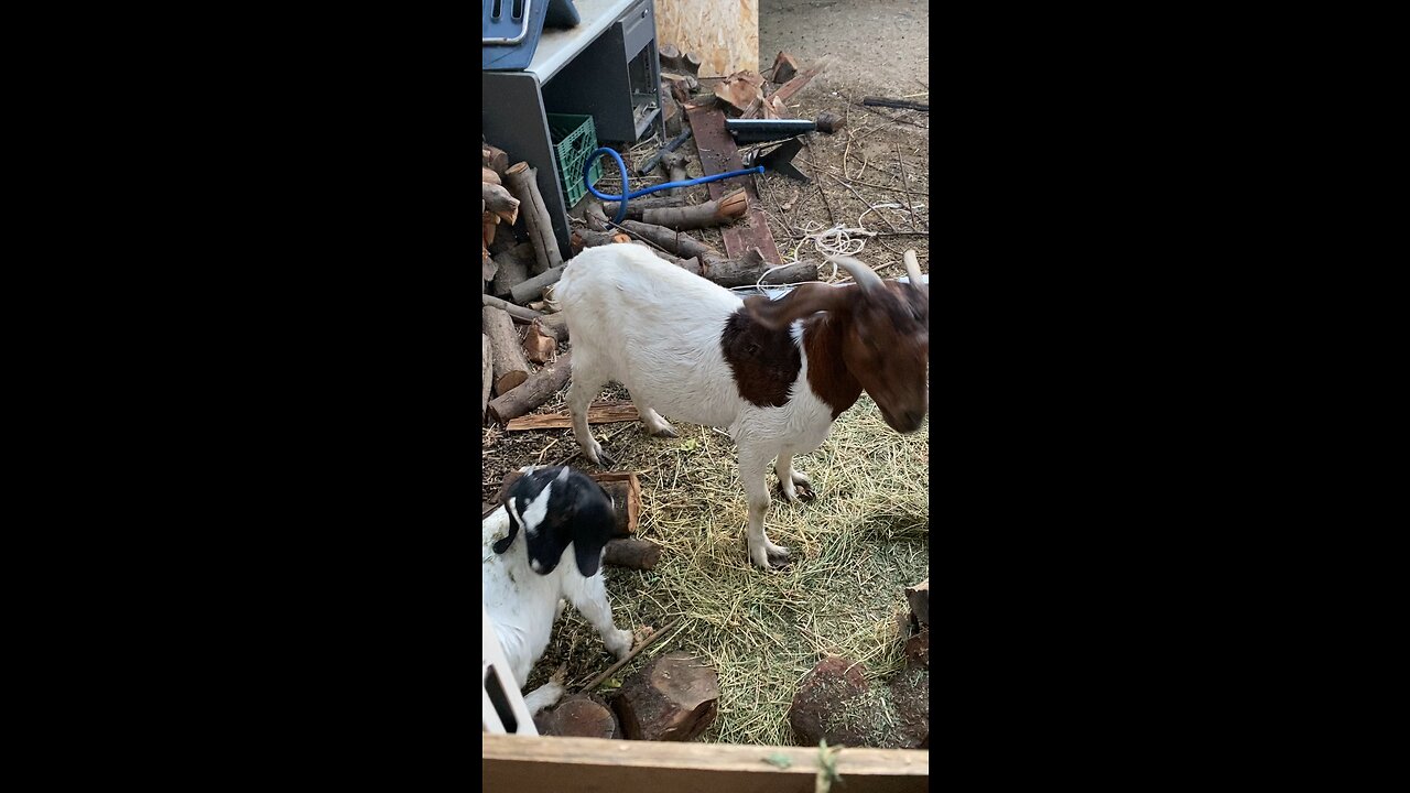 Goats being goats. #GOAT #goats #farmlife