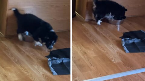 Husky Pup vs. Water Bowl