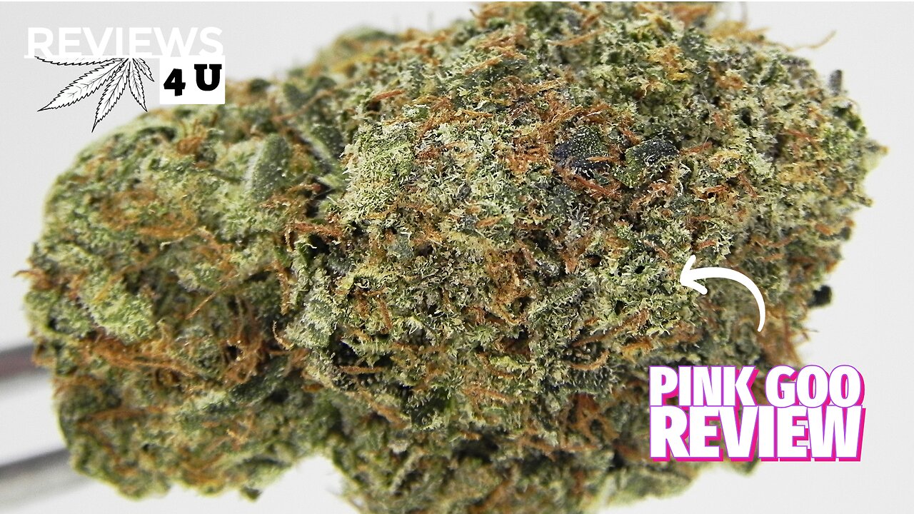 PINK GOO STRAIN REVIEW | THC REVIEWS 4 U - THEDDIESHACK