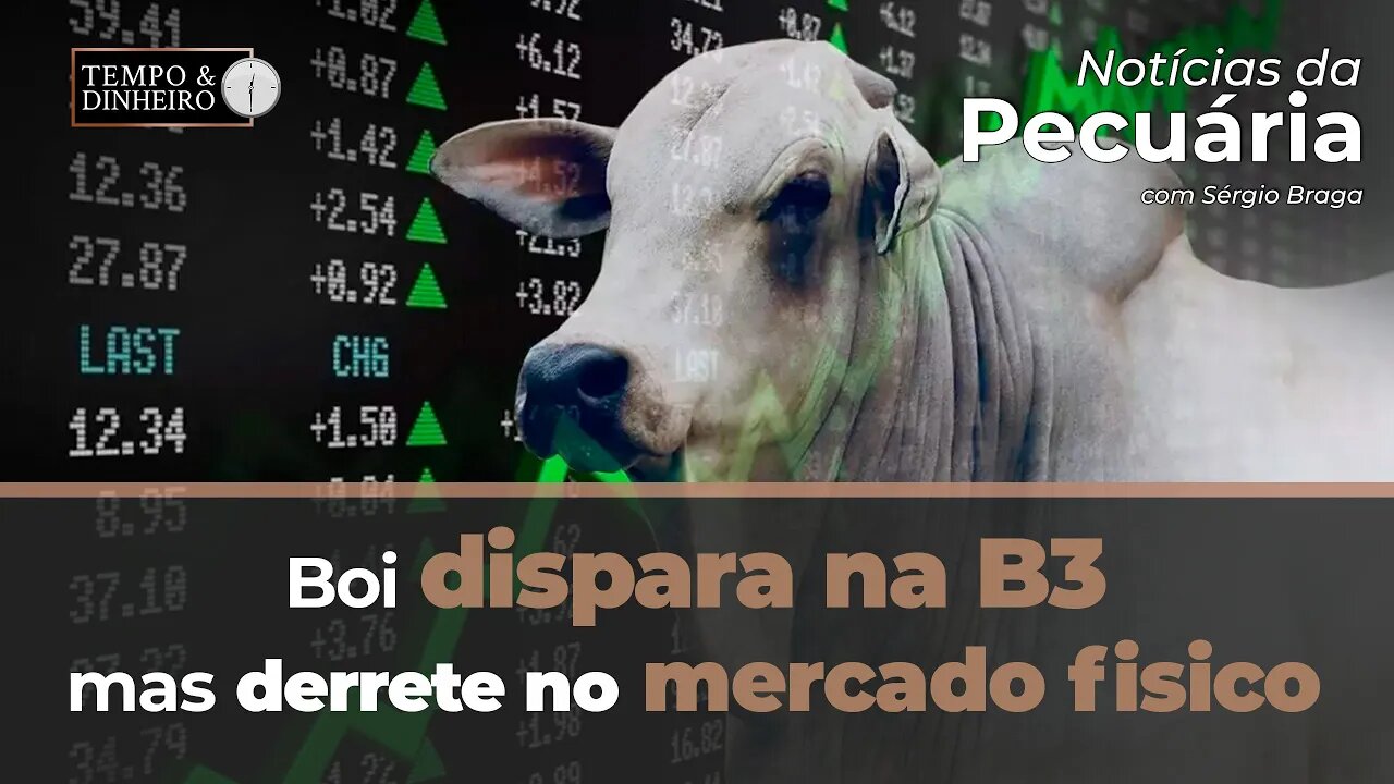 Boi dispara na B3 mas derrete no mercado fisico. O que vem por ai?