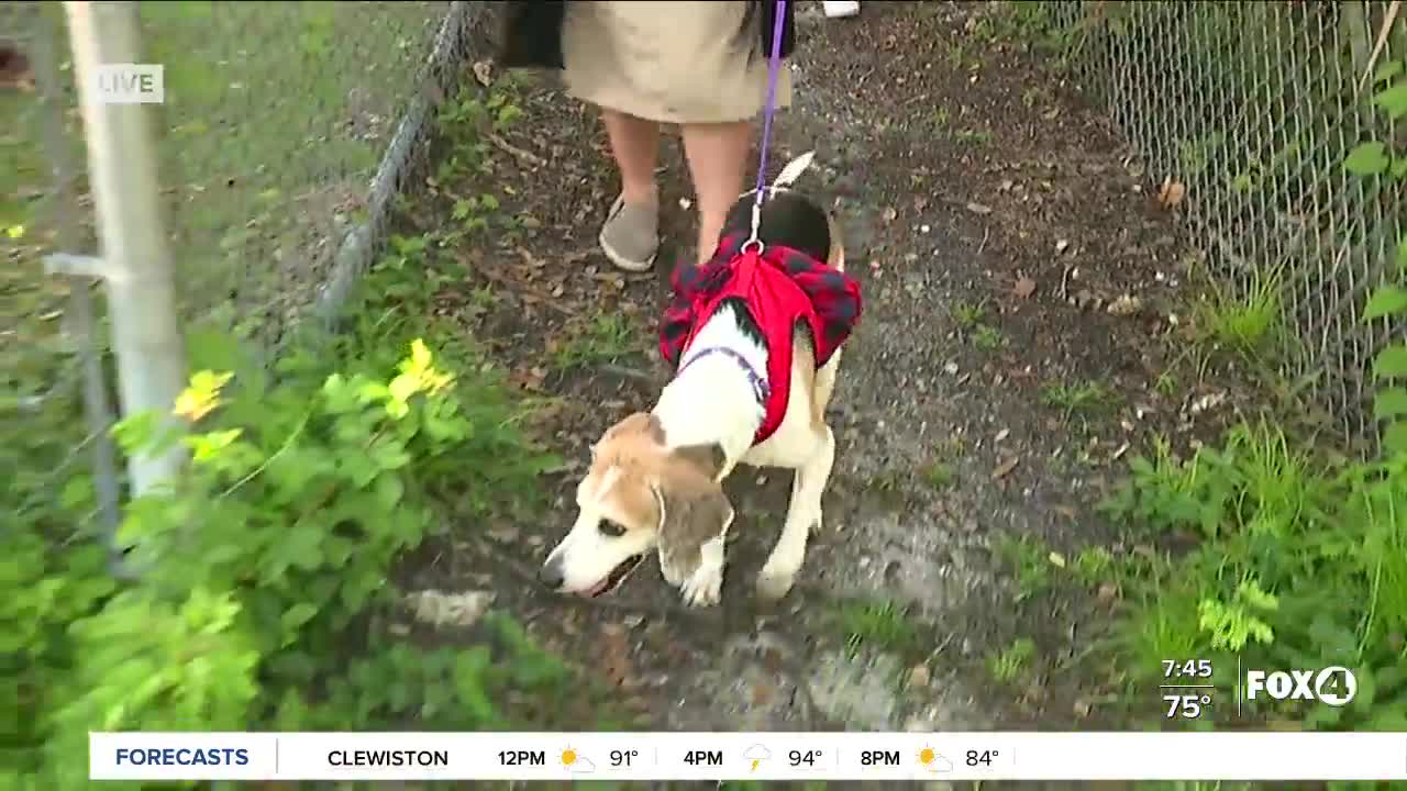 Pet of the Week: Taking Icee on a walk at GCHS