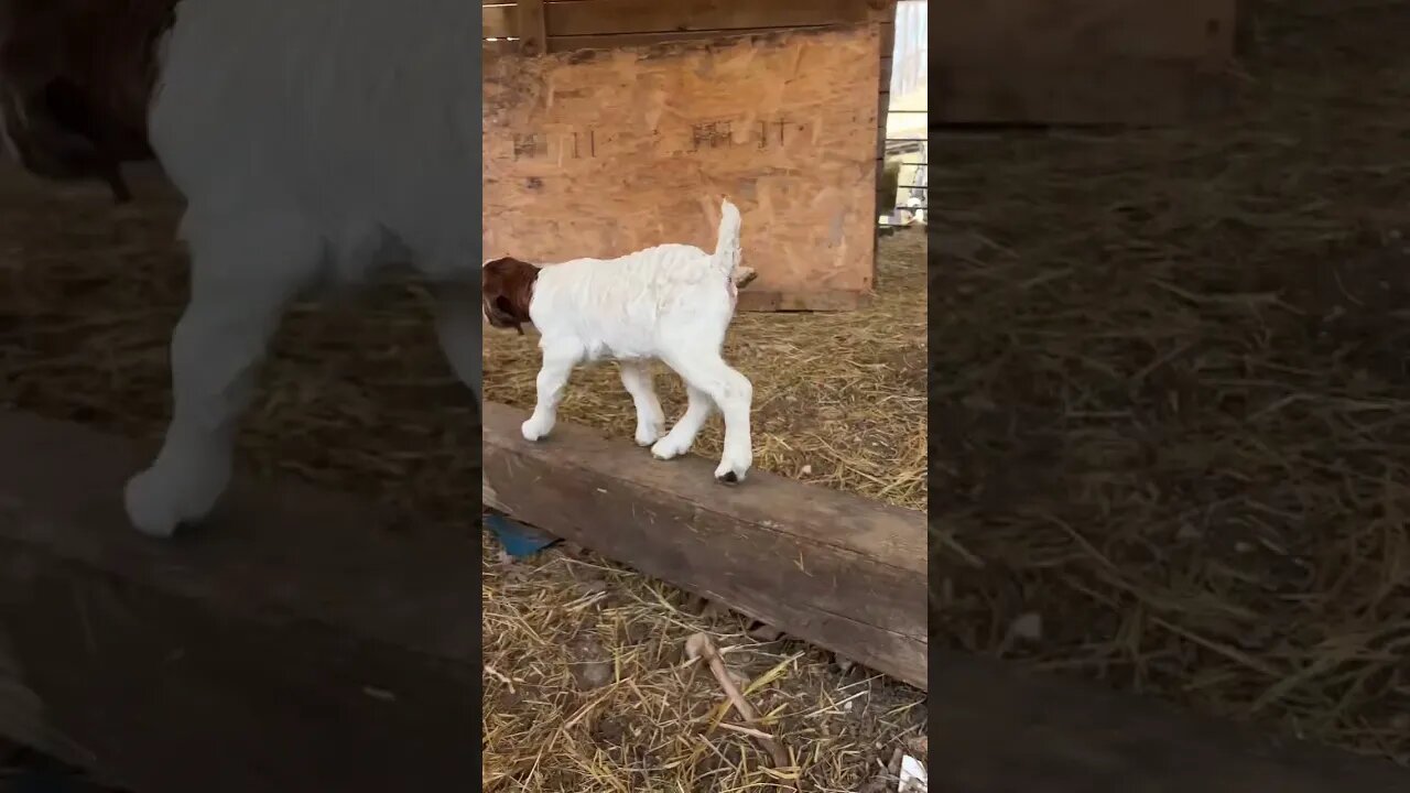 Baby Boers meet the ND Bucks #babygoats #farmlife #nigeriandwarf #homestead