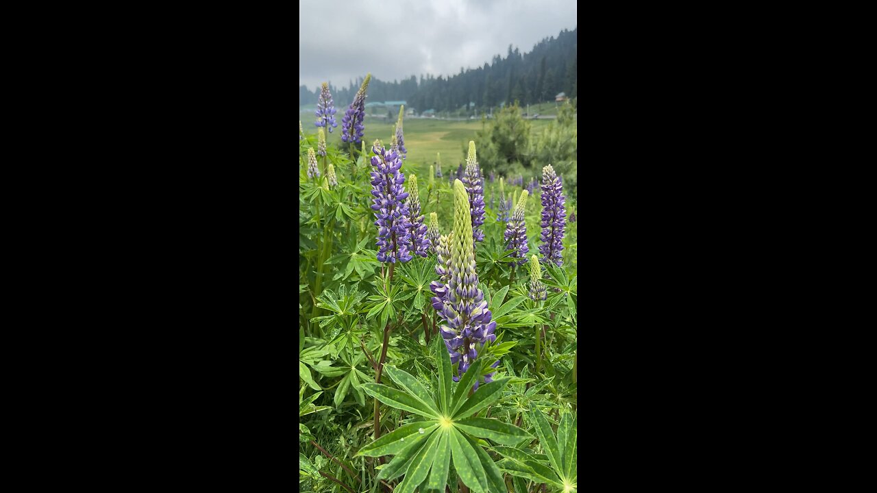 Gulmarg lupin blooming