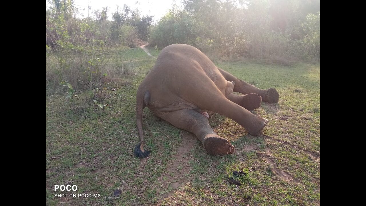 Elephant injured Village area