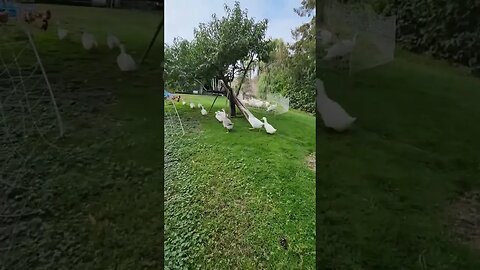 #ducks #geese #homestead #homesteading