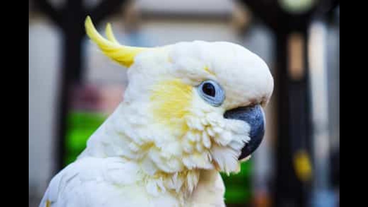 Harley, il cacatua distruggi tutto