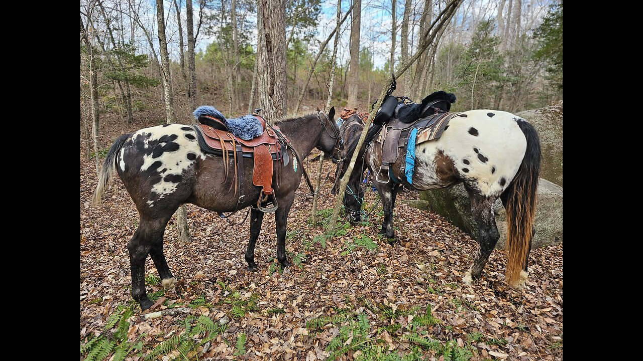 Fuzzy Butts