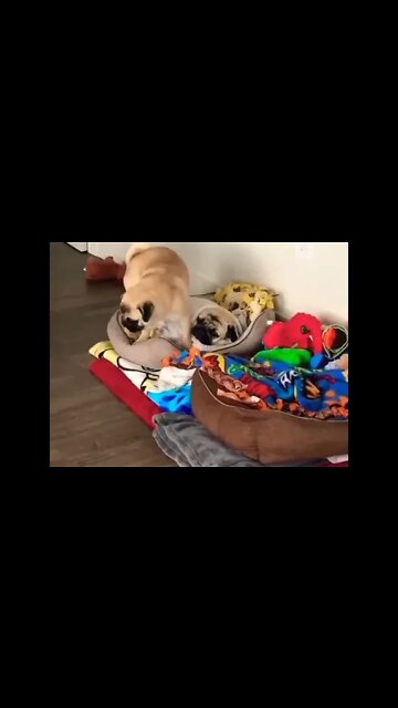 When your big brother hogs all the covers 🛌 💤? #pug #dog