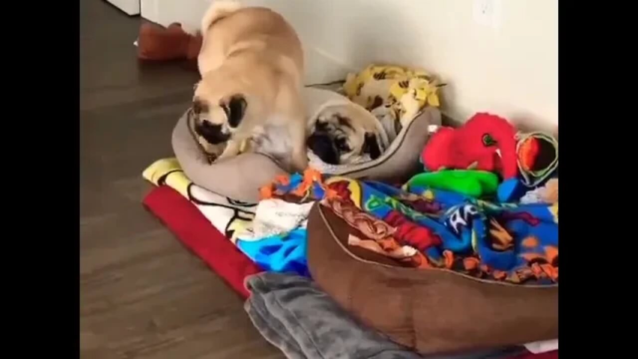 When your big brother hogs all the covers 🛌 💤? #pug #dog