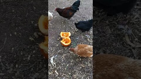 do chickens like pumpkin? #einsteinsbackyard #shorts #arizona #chickens #short #shortvideo #pumpkin