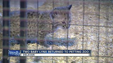 Stolen lynx returned to Wisconsin petting zoo