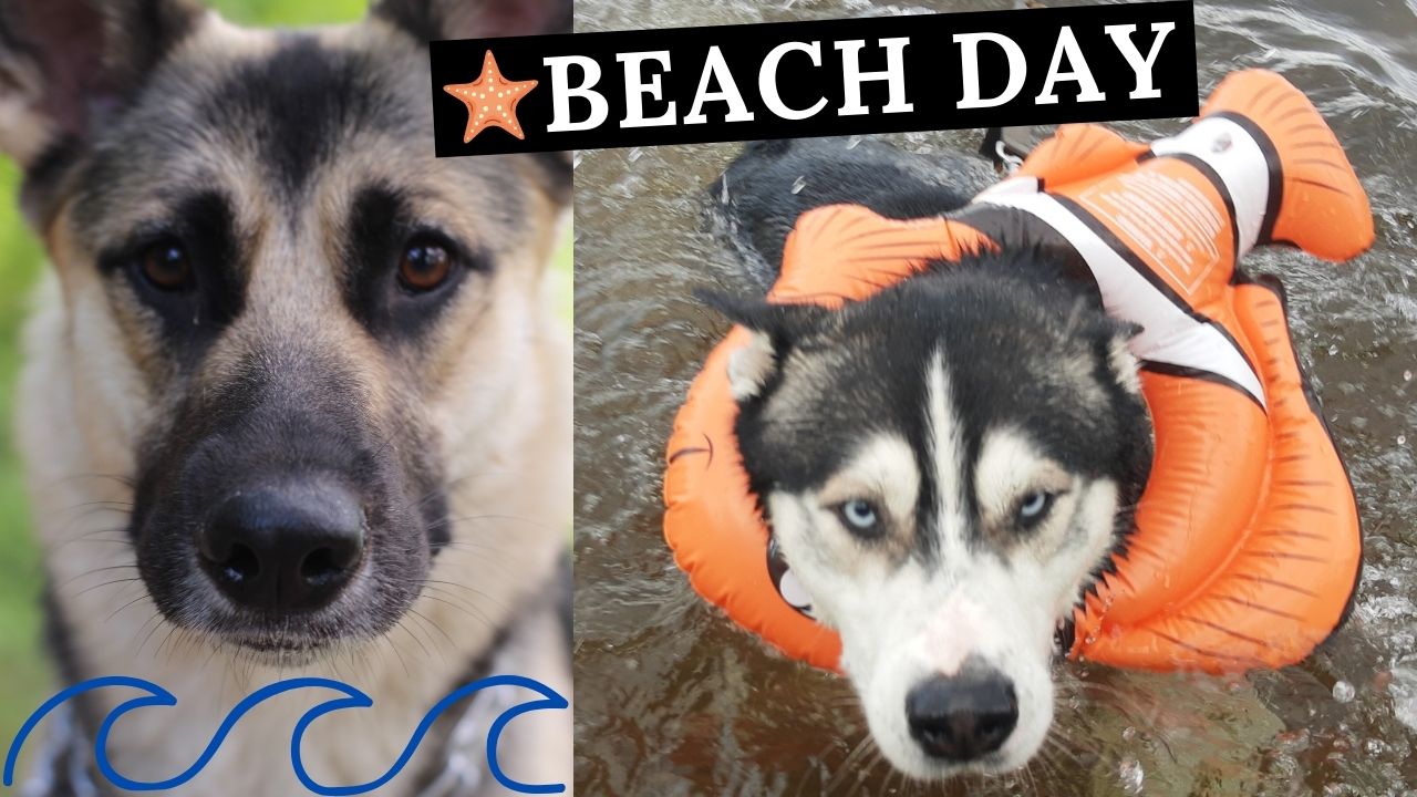 Beach Day | Dogs Go Swimming In a Lake