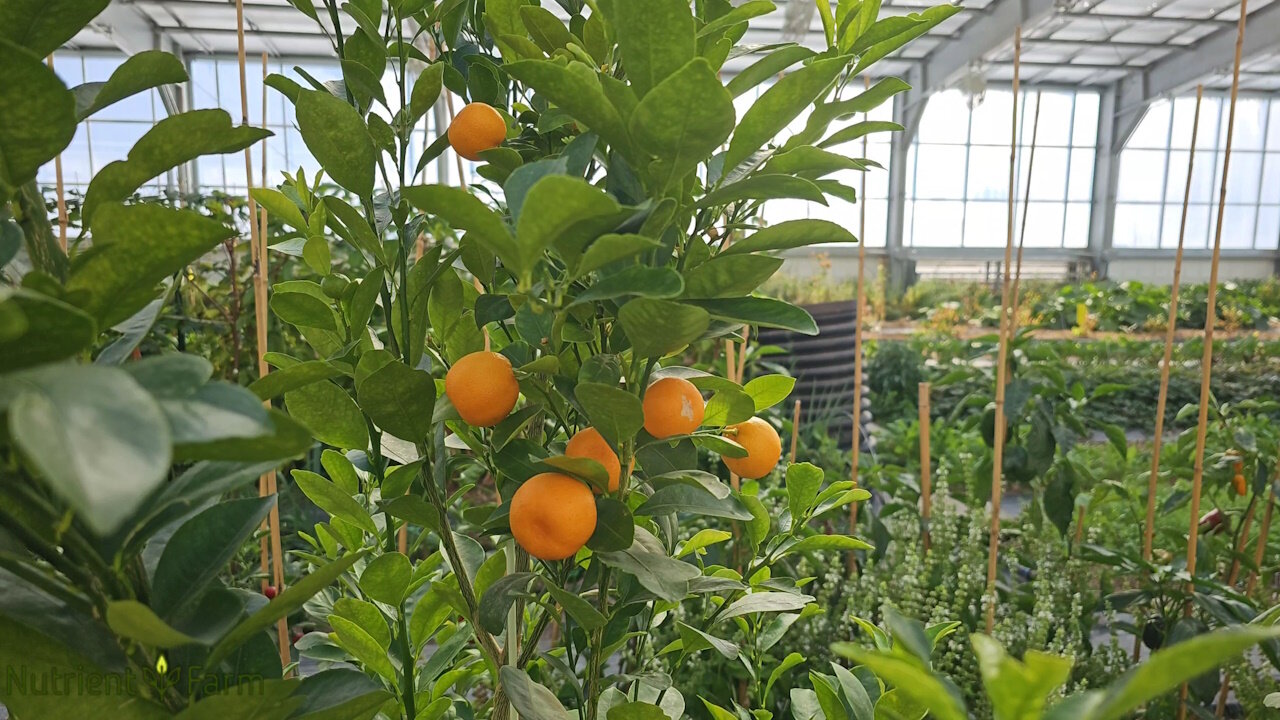 Nutrient Farm Scenery #41 - Organic Colorado Oranges