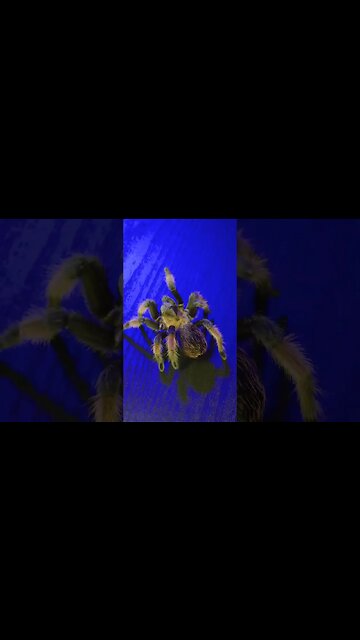 Brachypelma emilia under a blue moon. (Mexican Redleg Tarantula) 🕷🌙