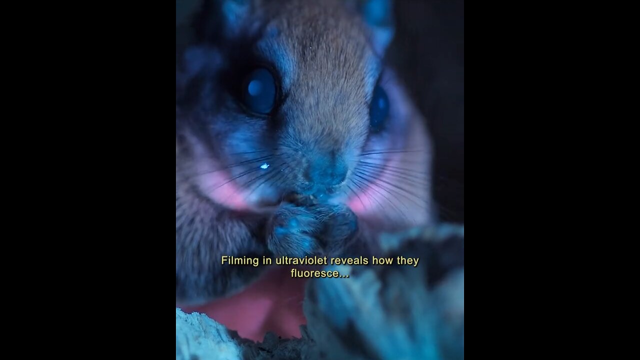 Flying squirrel can omit different colours light