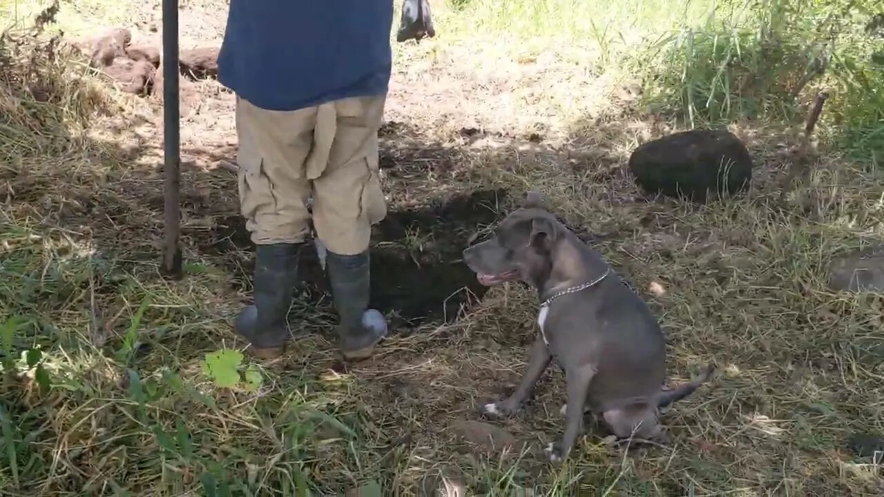 Digging Panthros Resting Place - Terminal Dog Cancer