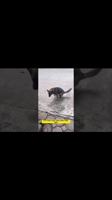 It's only been a month but the puppies have grown, the mother and 5 naughty puppies #shorts #dog