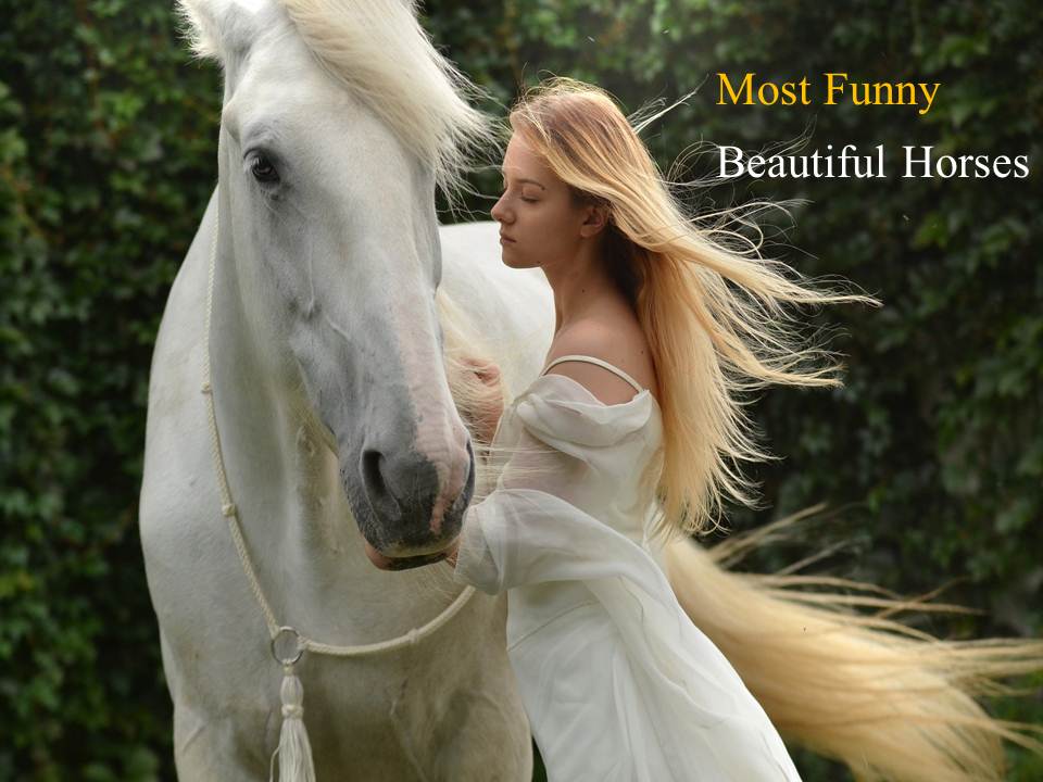 Most Funny & Beautiful Horses