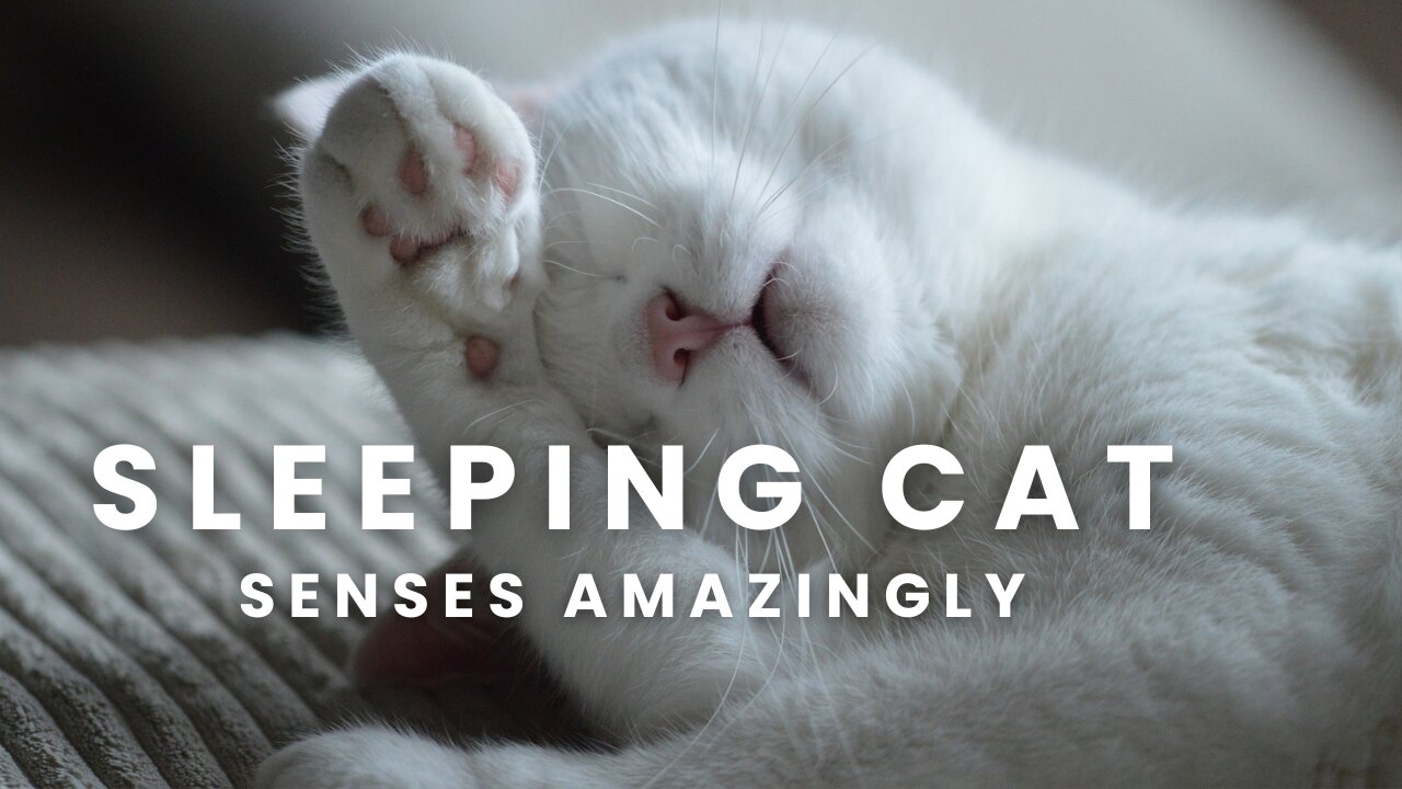 Cat Sleeping Senses