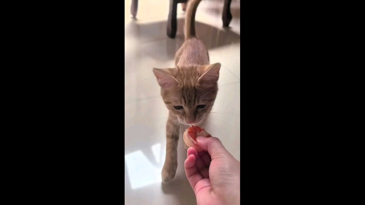 How the cat is dancing after seeing the food🤣 trending video