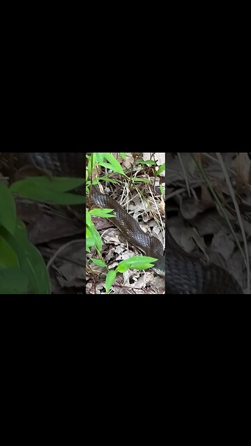 Are Snakes YOUR friend? #shorts #snake #snakes #reptiles #mice #barn #cabin